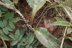 Drimiopsis