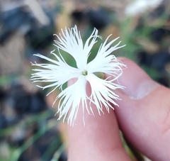 Dianthus arenarius borussicus