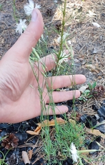 Dianthus arenarius borussicus