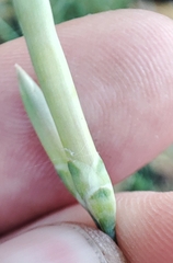 Dianthus arenarius borussicus