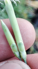 Dianthus arenarius borussicus