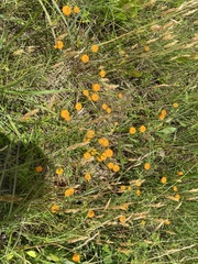 Polygala lutea