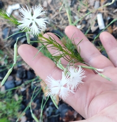 Dianthus arenarius borussicus