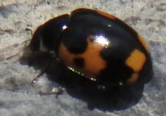 Ceratomegilla alpina