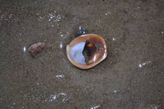 Crepidula onyx