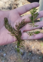 Ceratophyllum demersum