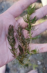 Ceratophyllum demersum