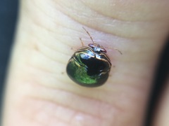 Coptosoma xanthogramma