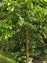 Garcinia macrophylla