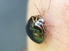 Coptosoma xanthogramma