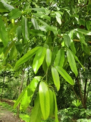 Garcinia macrophylla