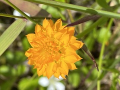 Polygala lutea