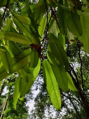 Garcinia macrophylla
