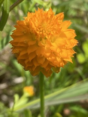 Polygala lutea