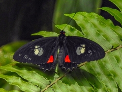 Parides iphidamas