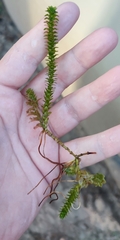 Elodea canadensis
