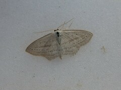 Scopula emutaria