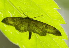 Anania lancealis