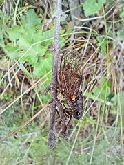 Cicadetta montana