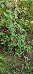 Clematis campaniflora