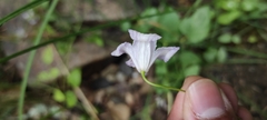 Clematis campaniflora