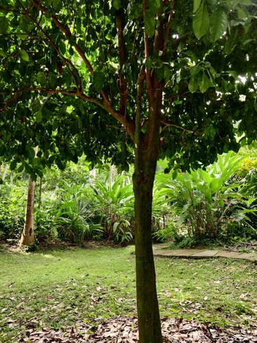 Foto de Limão-cravo