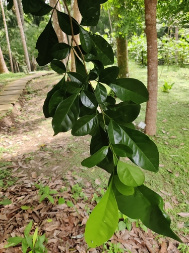 Foto de Limão-cravo
