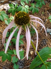 Echinacea laevigata