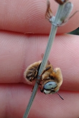 Melitturga clavicornis