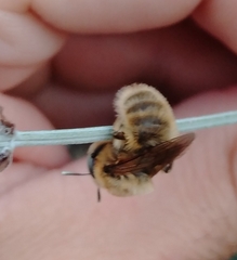 Melitturga clavicornis