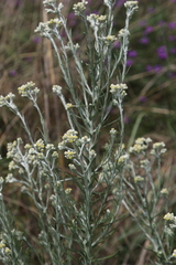 Pseudognaphalium oligandrum