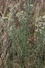 Pseudognaphalium oligandrum