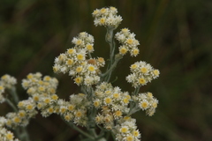Pseudognaphalium oligandrum
