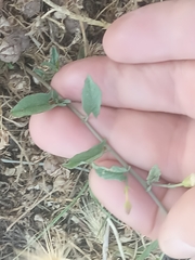 Convolvulus arvensis image