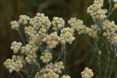 Pseudognaphalium oligandrum