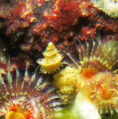 Trichotropis cancellata