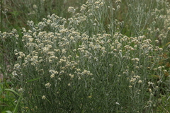 Pseudognaphalium oligandrum