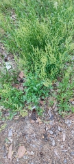 Rumex acetosella
