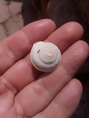 Sphincterochila