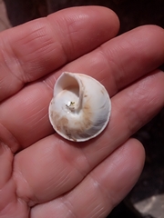 Sphincterochila