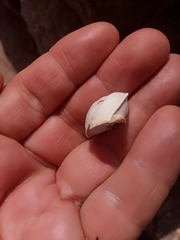 Sphincterochila