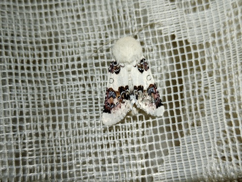 Enterpia laudeti