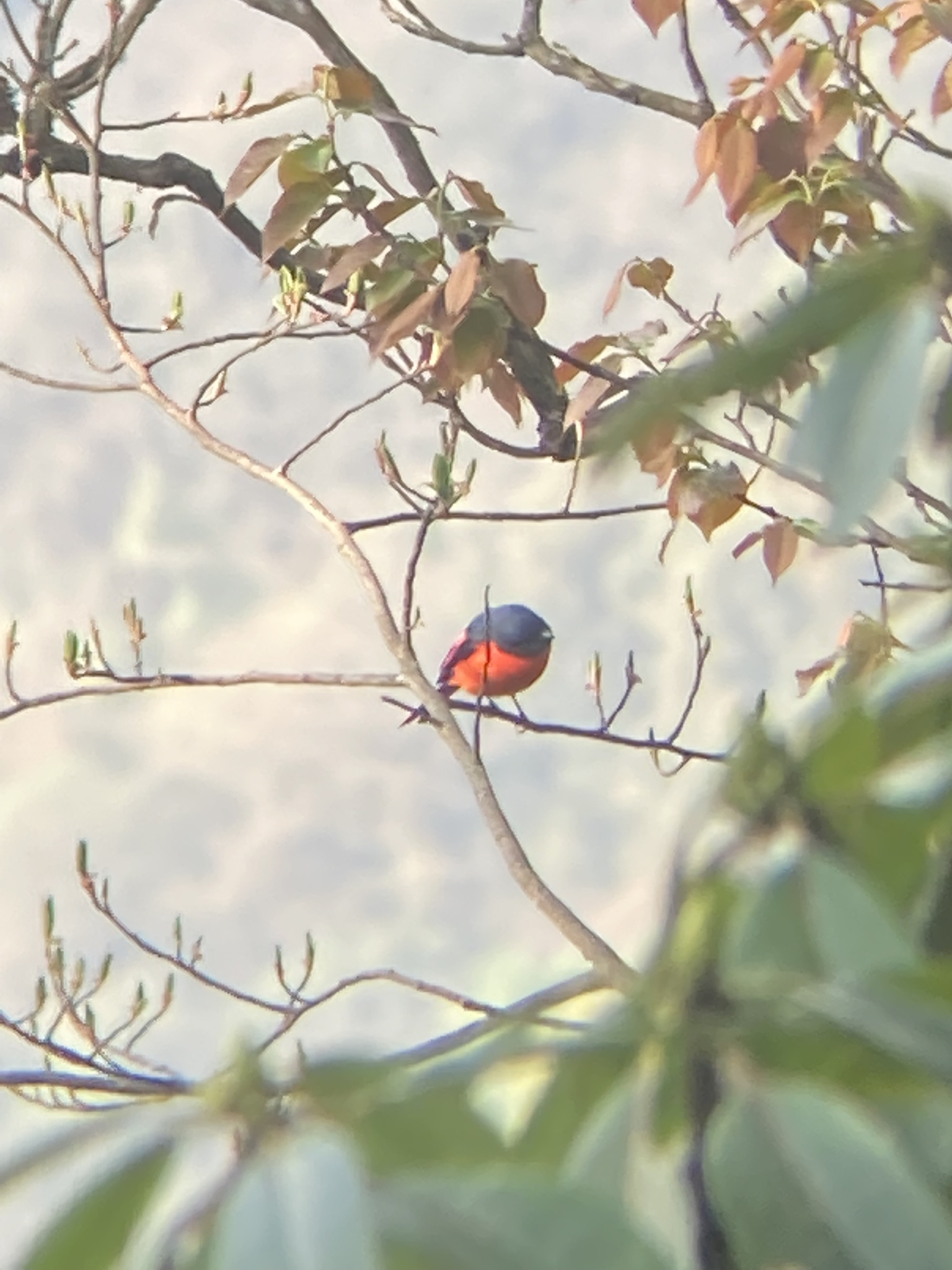 Short-billed Minivet