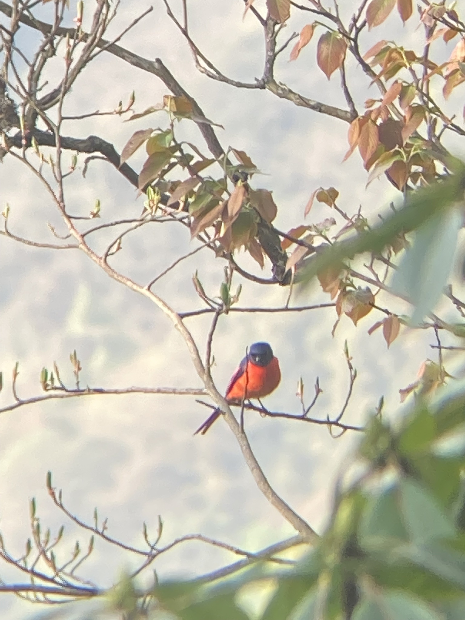 Short-billed Minivet