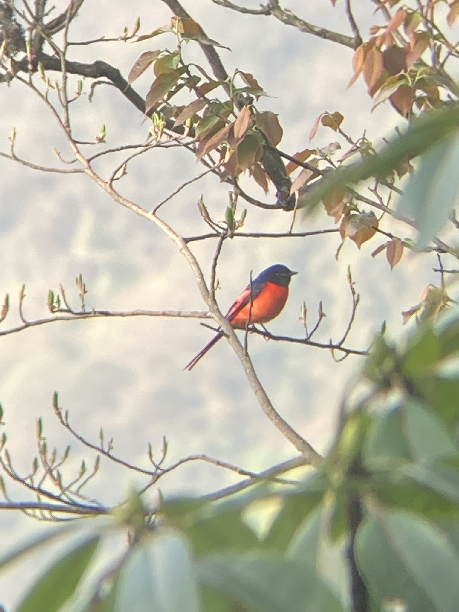 Short-billed Minivet