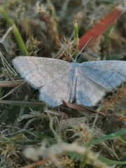 Idaea pallidata