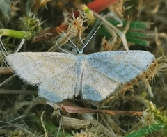Idaea pallidata