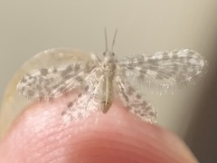 Dilaridae