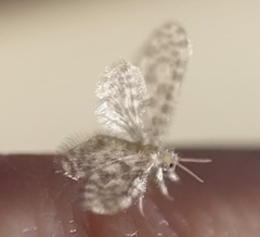 Dilaridae