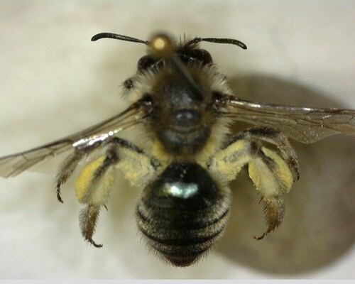 iNaturalist observation photo of Mining Bees